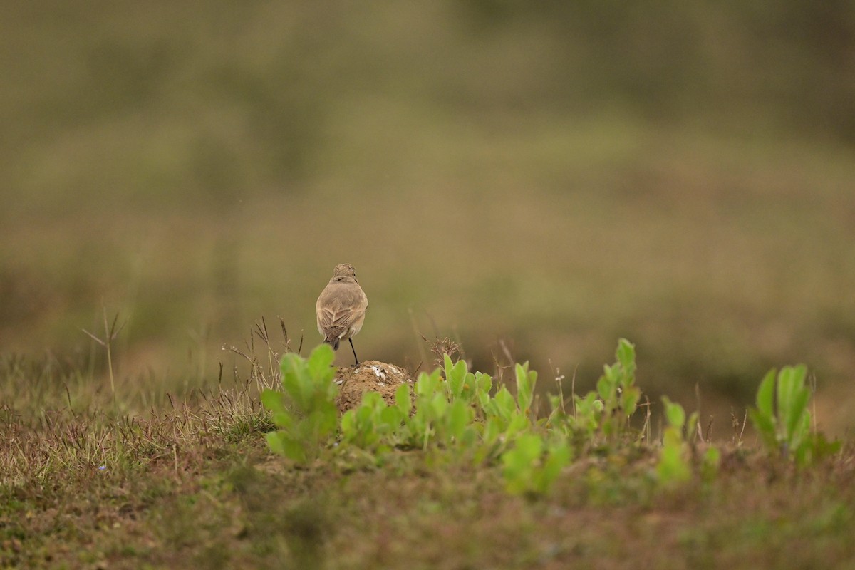 Isabelline Wheatear - ML613896514