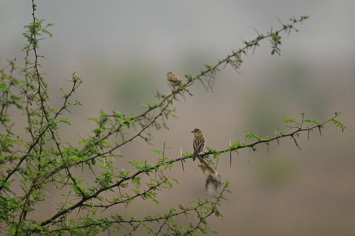 Baya Weaver - ML613896539