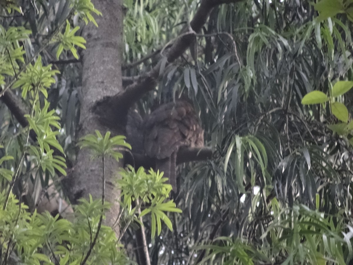 Papuan Frogmouth - Mike Youdale