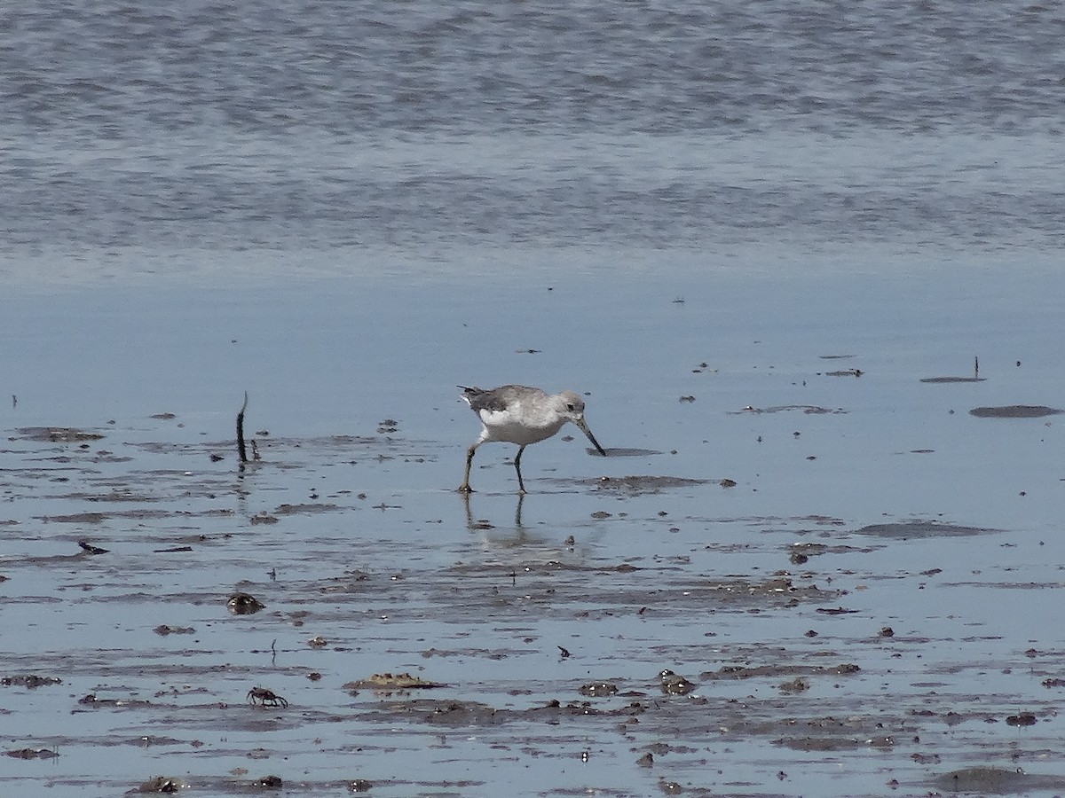 Nordmann's Greenshank - Mike Youdale