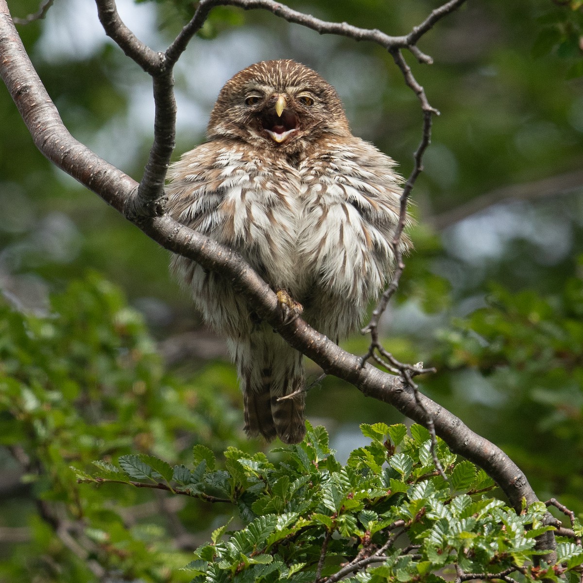 Austral Pygmy-Owl - Werner Suter