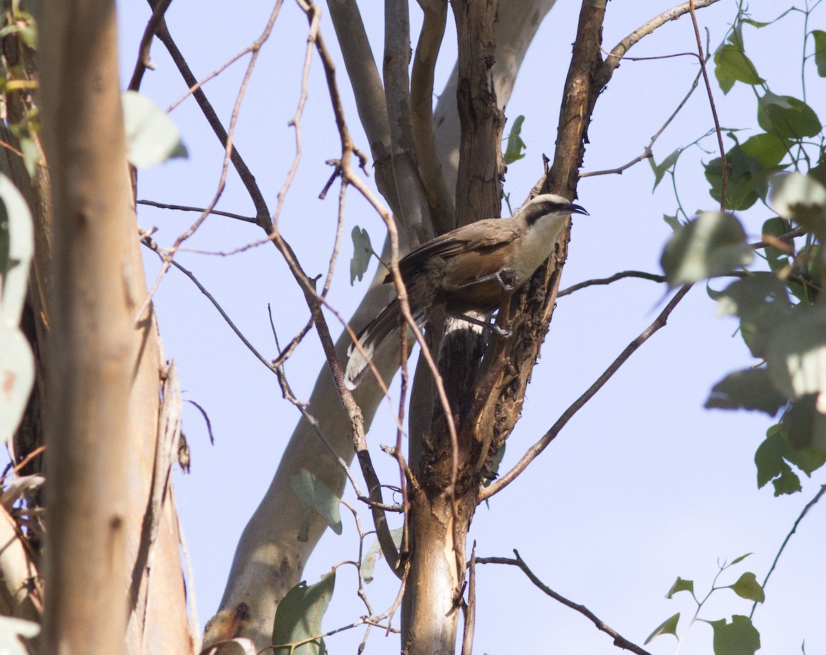 Gray-crowned Babbler - Greg McLachlan