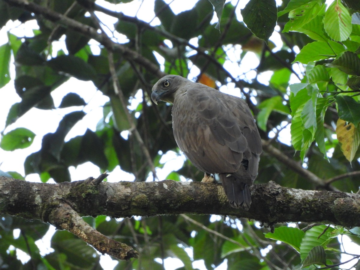 Lesser Fish-Eagle - ML613896756