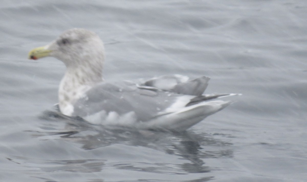 Hybride Goéland à ailes grises x G. à manteau ardoisé - ML613896781