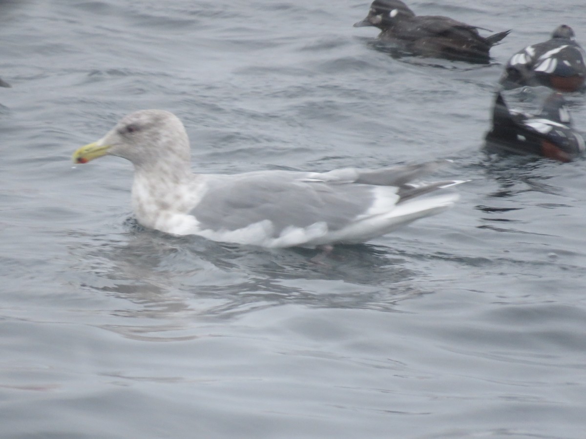 Hybride Goéland à ailes grises x G. à manteau ardoisé - ML613896782