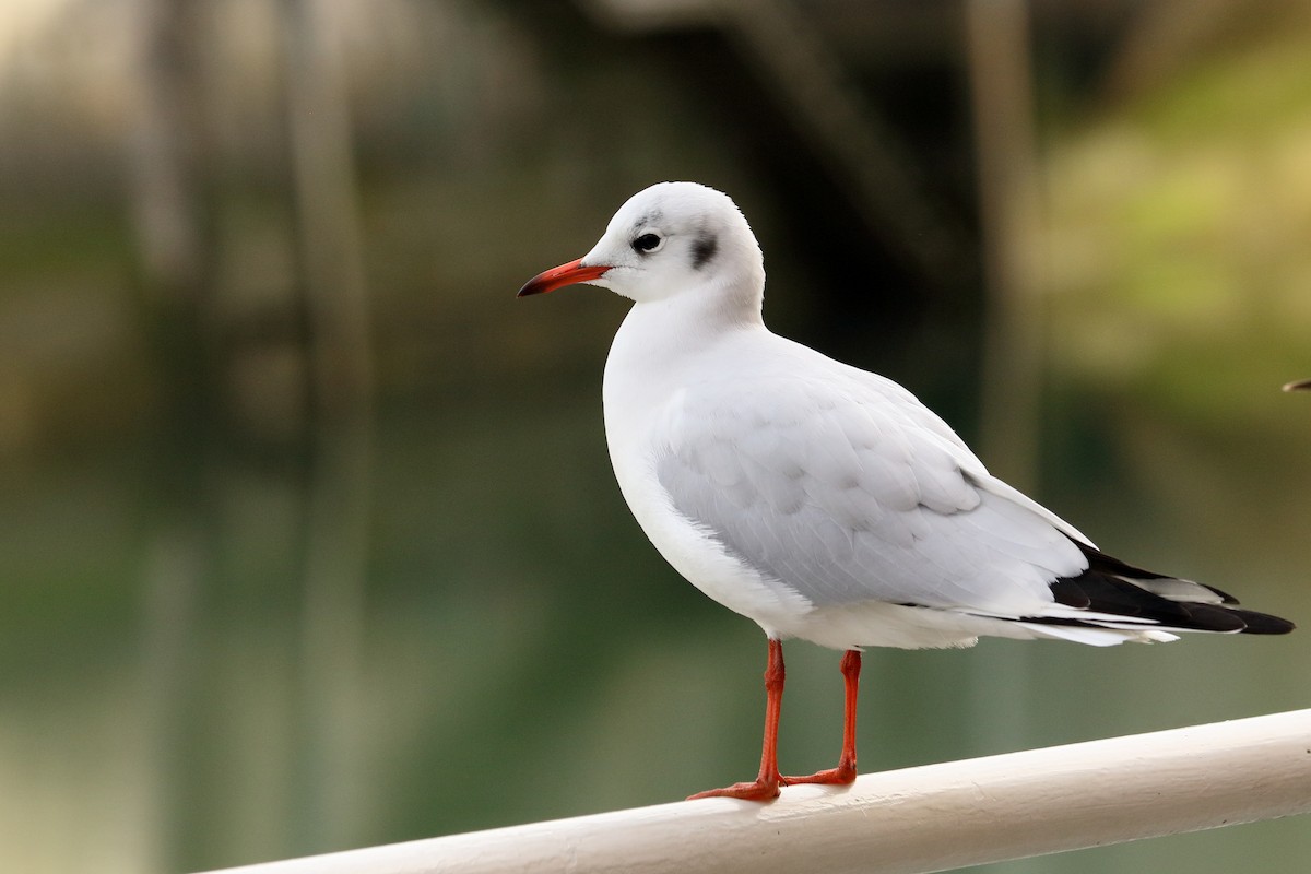 Mouette rieuse - ML613896792