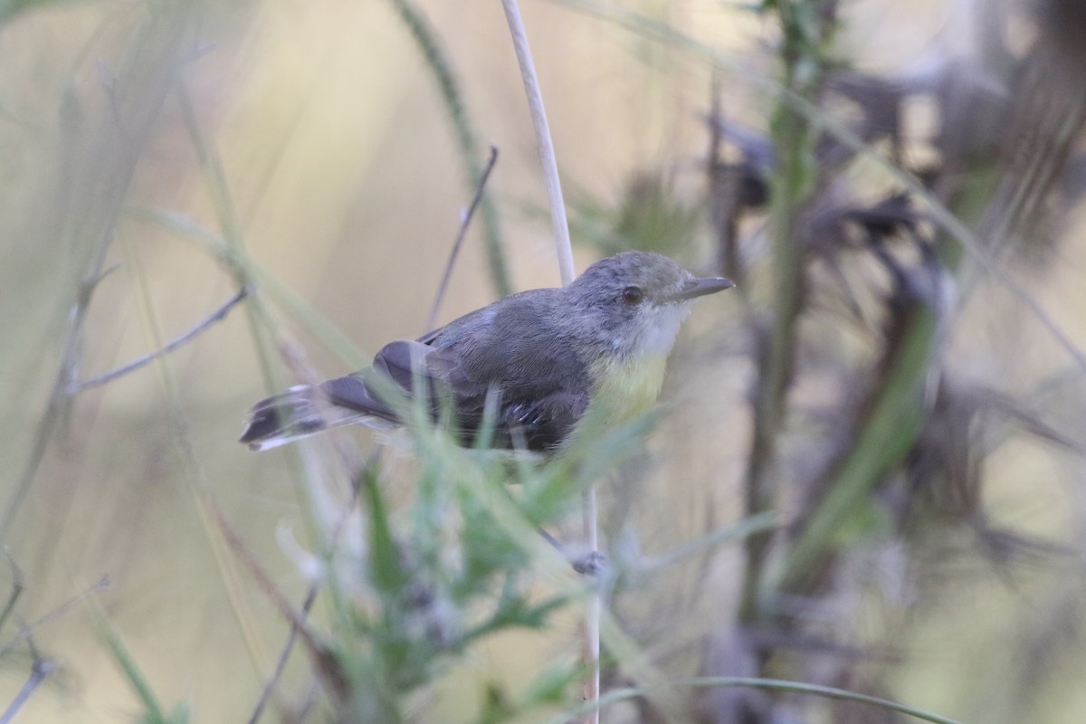 White-throated Gerygone - ML613896818