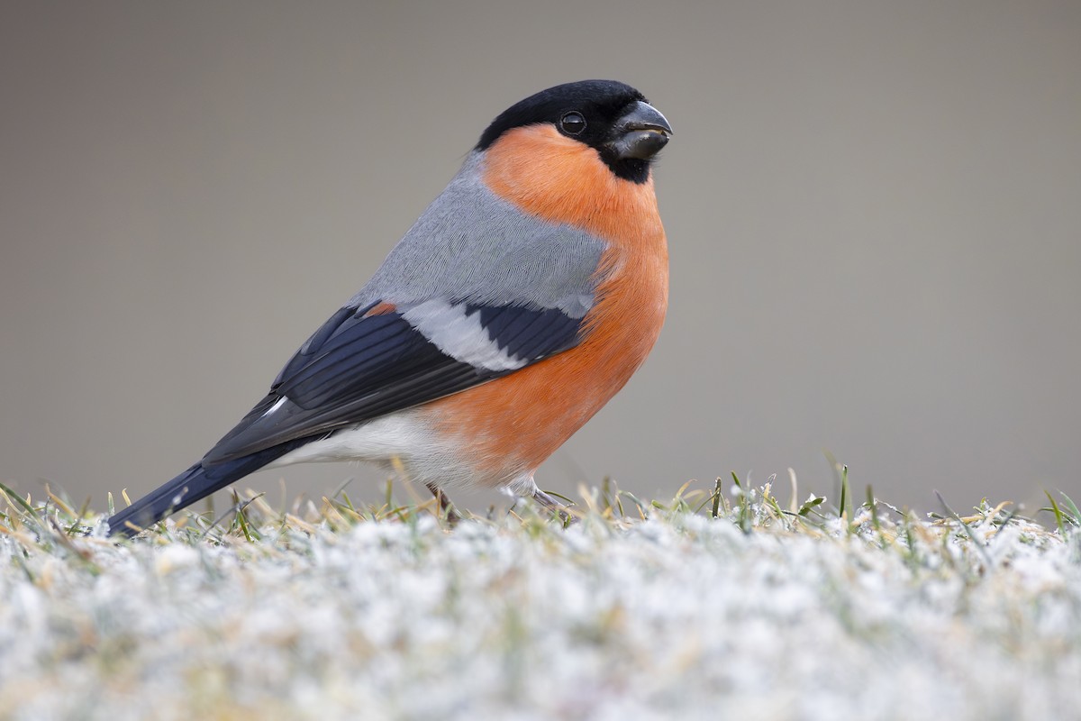 Eurasian Bullfinch - ML613896865