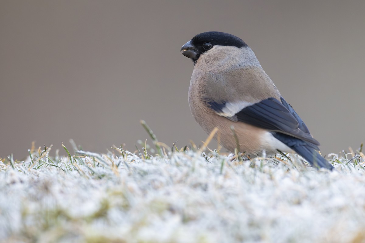 Eurasian Bullfinch - ML613896870