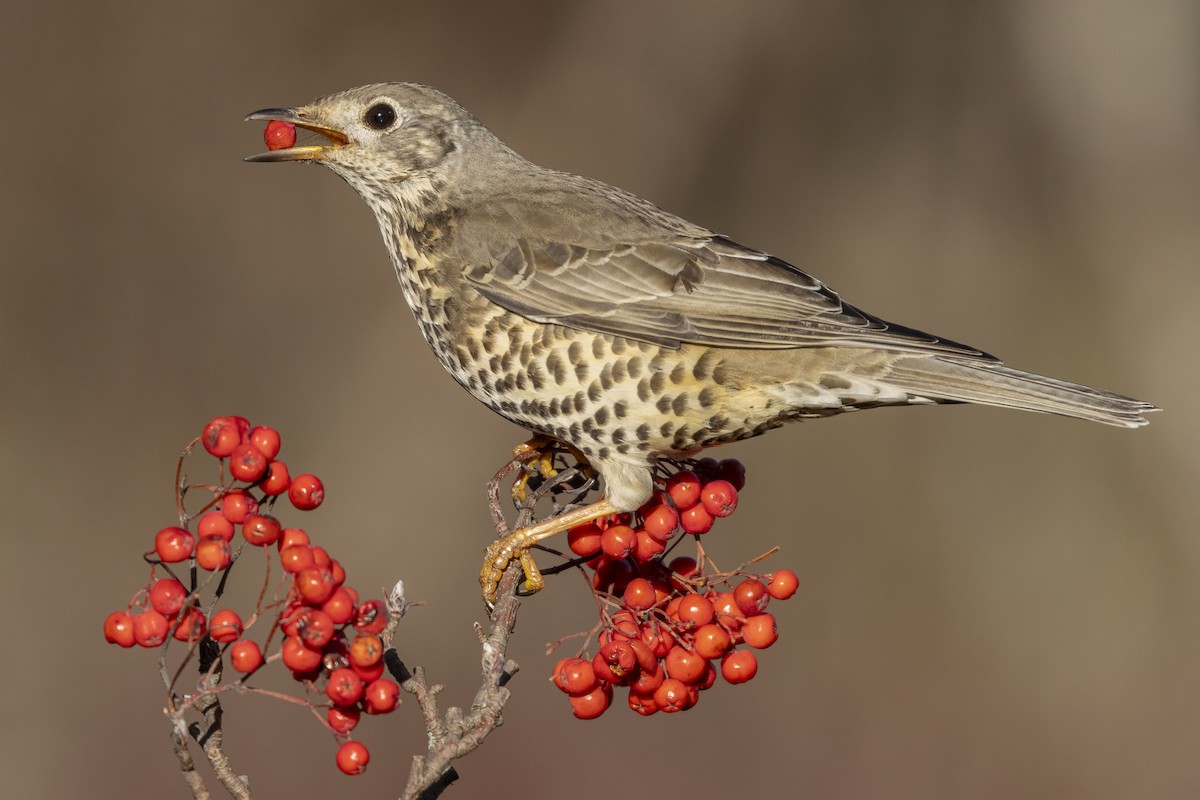 Mistle Thrush - ML613897085