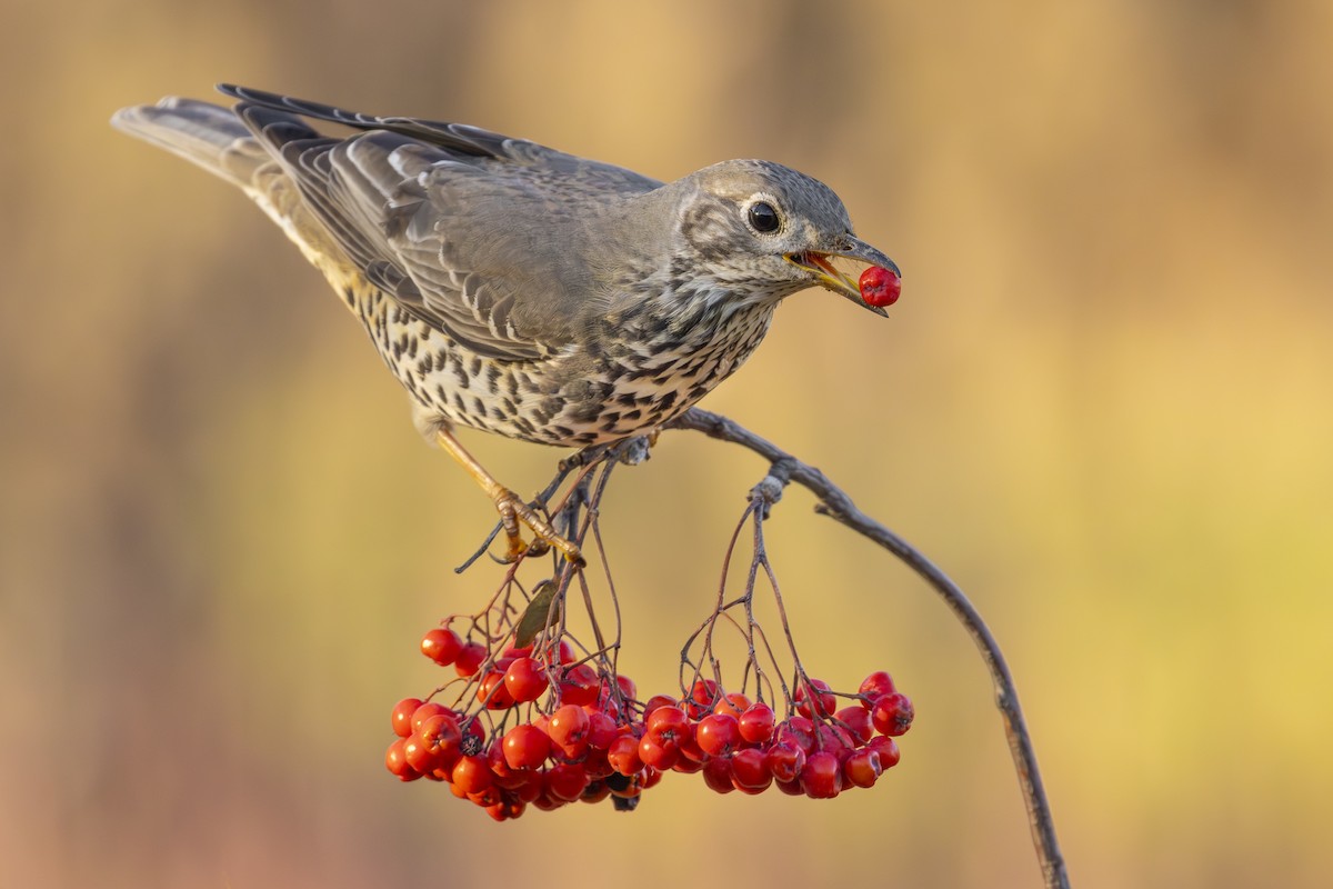 Mistle Thrush - Pablo Barrena