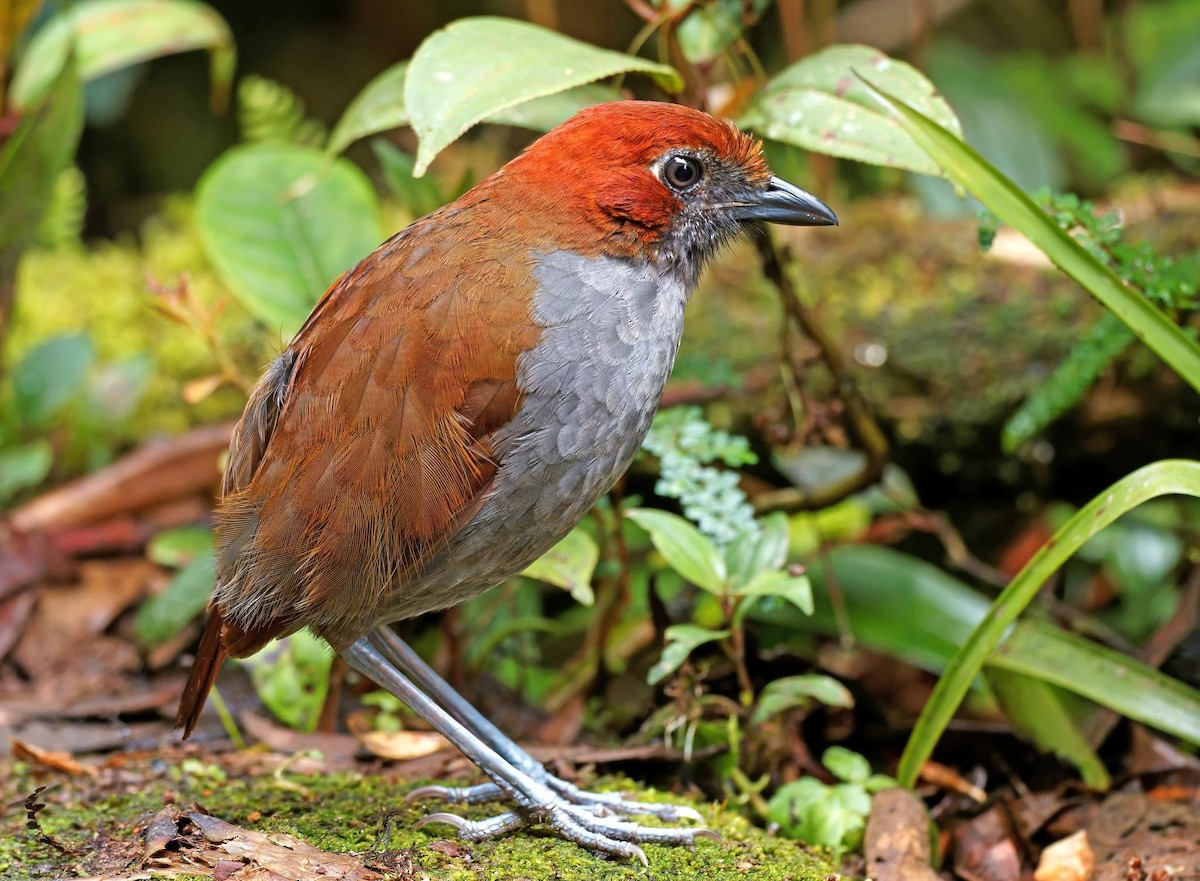 Chestnut-naped Antpitta - ML613897192