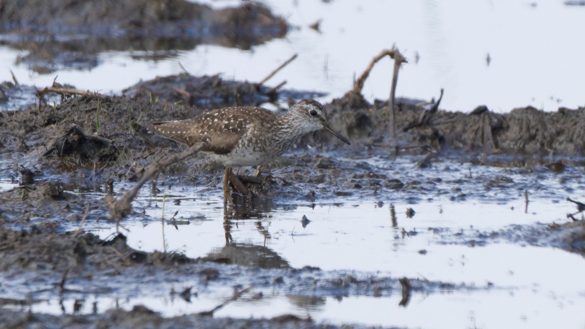 Wood Sandpiper - ML613897229