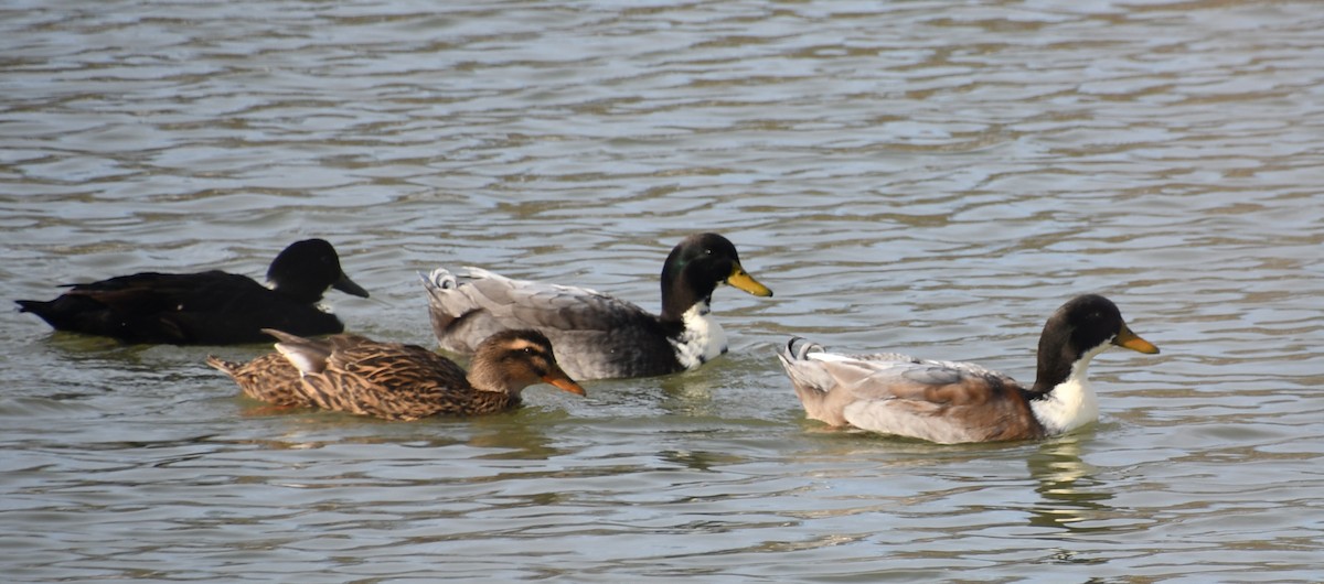 Mallard (Domestic type) - ML613897267