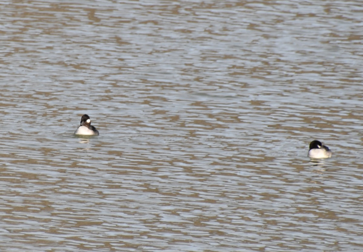 Bufflehead - ML613897269