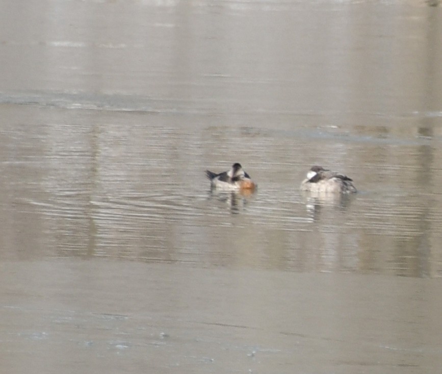 Ruddy Duck - ML613897273