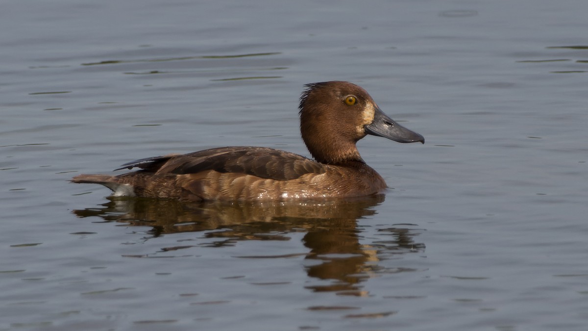 Tufted Duck - ML613897305