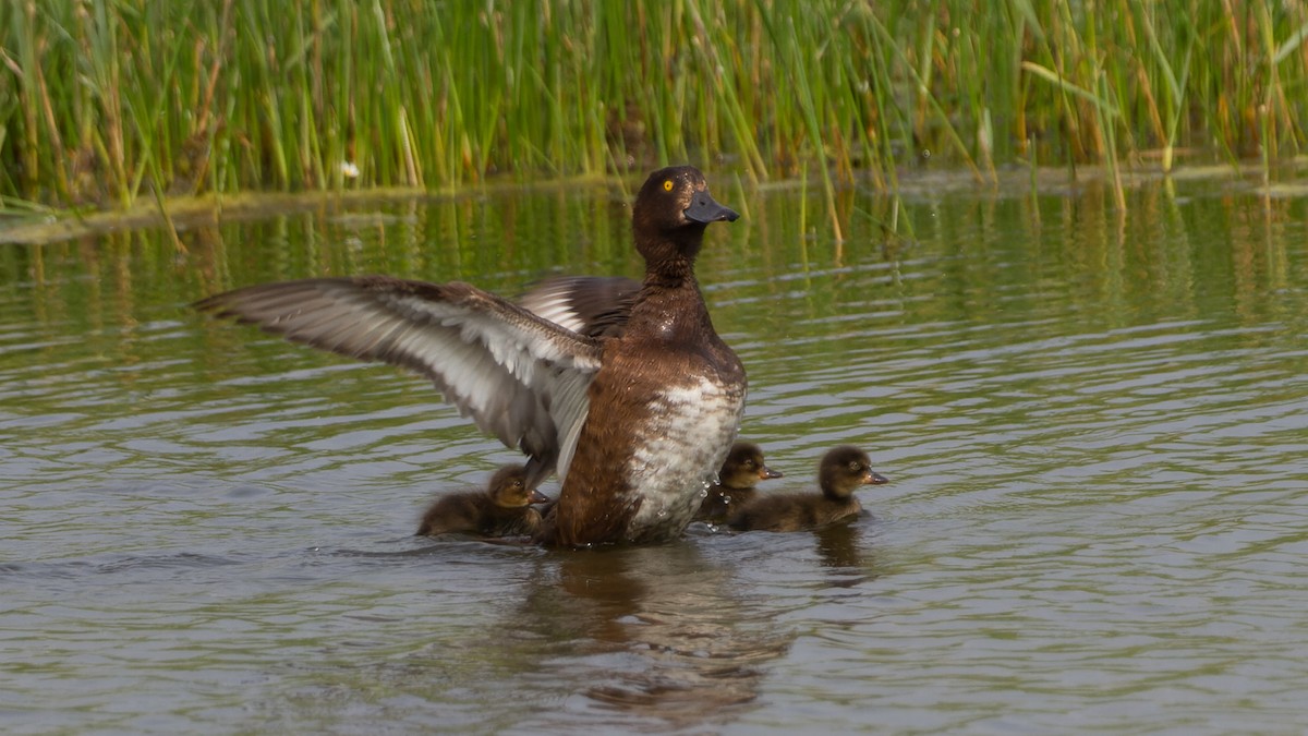 Tufted Duck - ML613897306