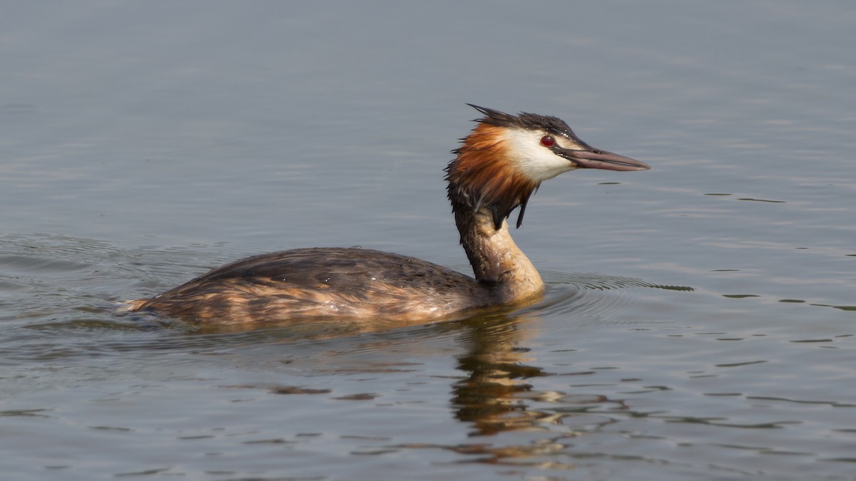 Great Crested Grebe - ML613897314