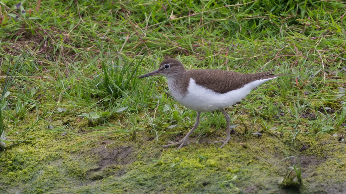 Common Sandpiper - ML613897324