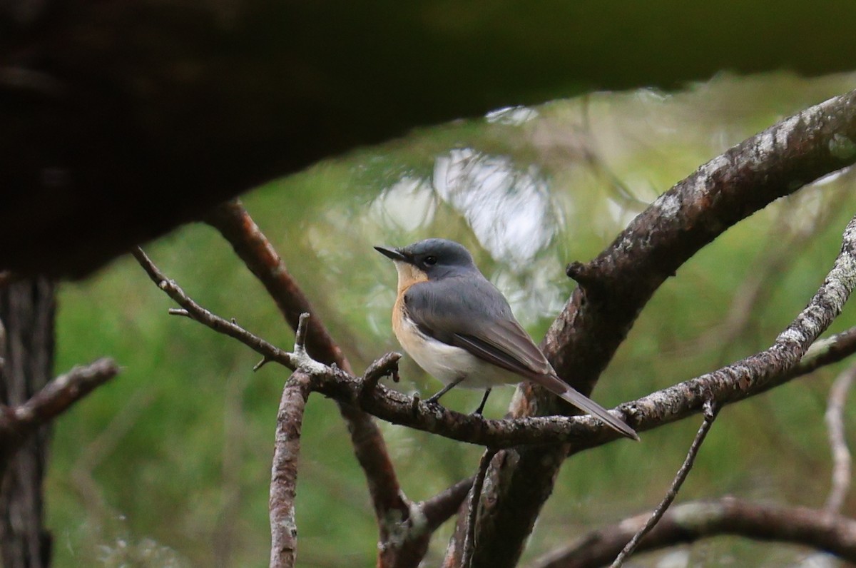 Leaden Flycatcher - Paul Rowan