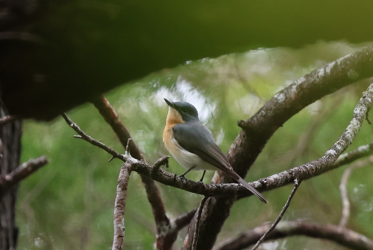 Leaden Flycatcher - Paul Rowan