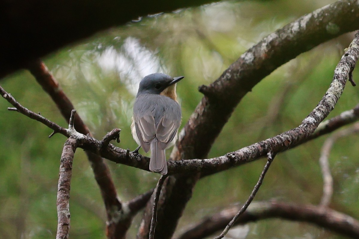 Leaden Flycatcher - Paul Rowan