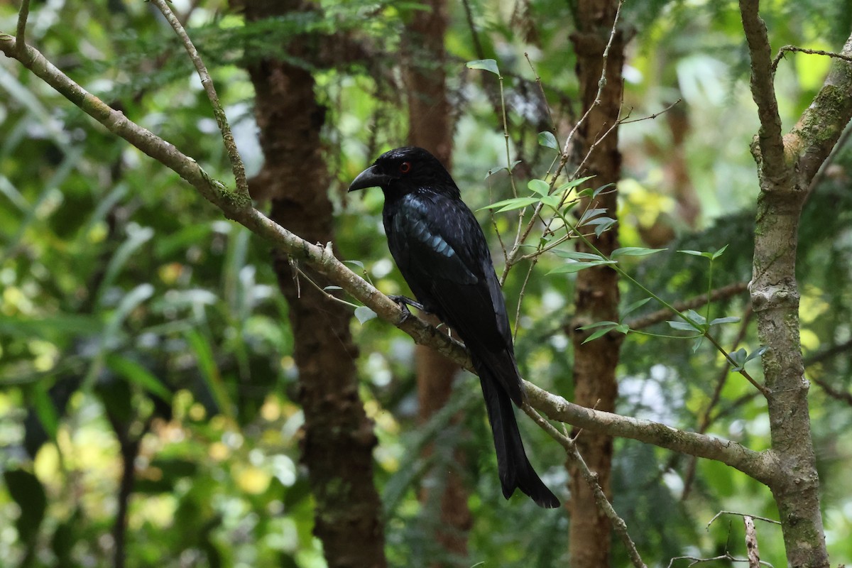 Spangled Drongo - Paul Rowan