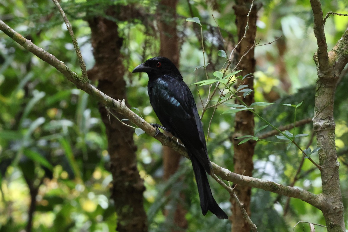 Spangled Drongo - Paul Rowan