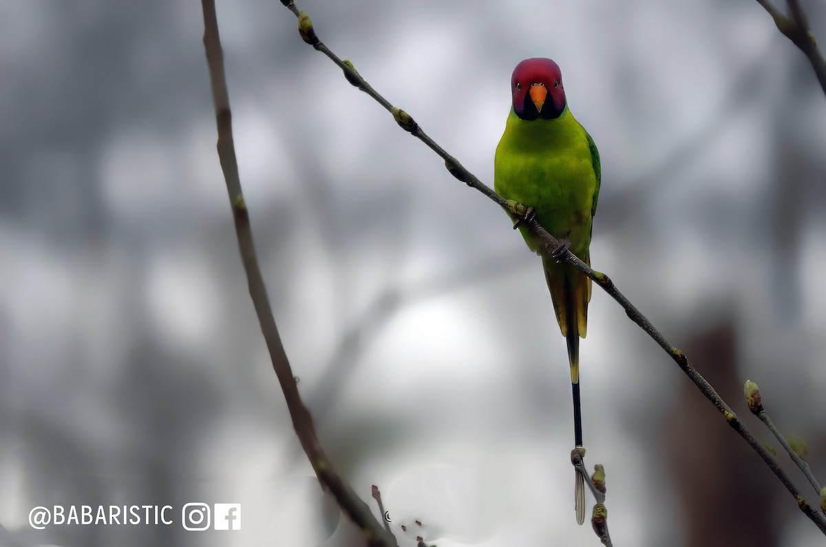 Plum-headed Parakeet - ML613897524