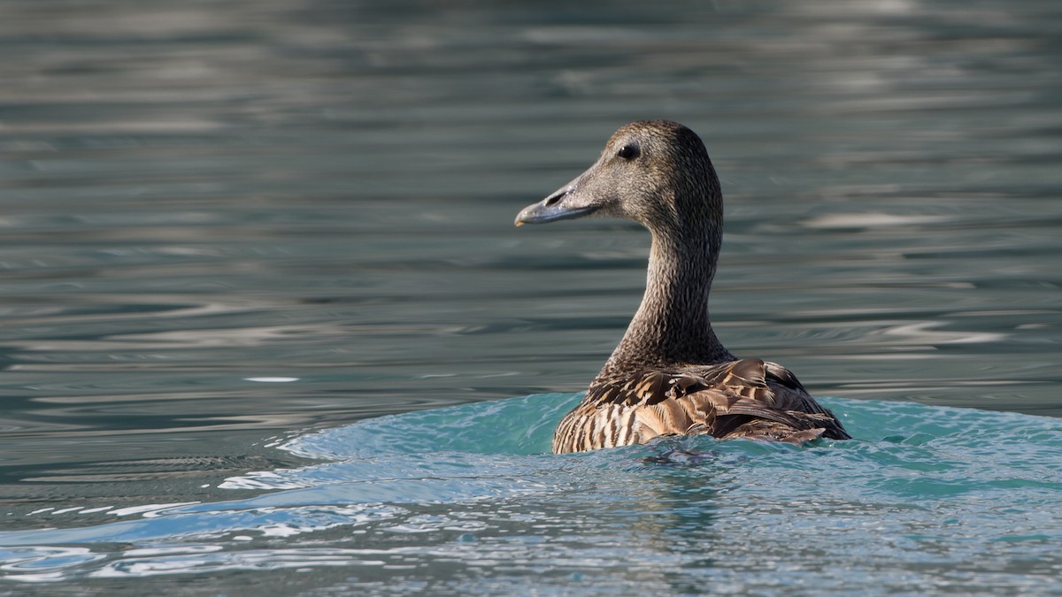 Eider arrunta - ML613897544