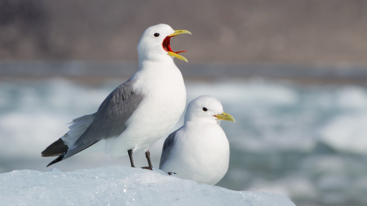 Mouette tridactyle - ML613897557