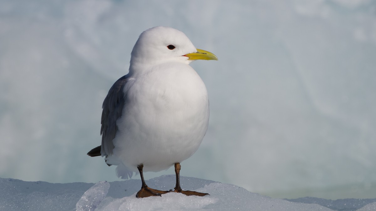 Black-legged Kittiwake - ML613897558