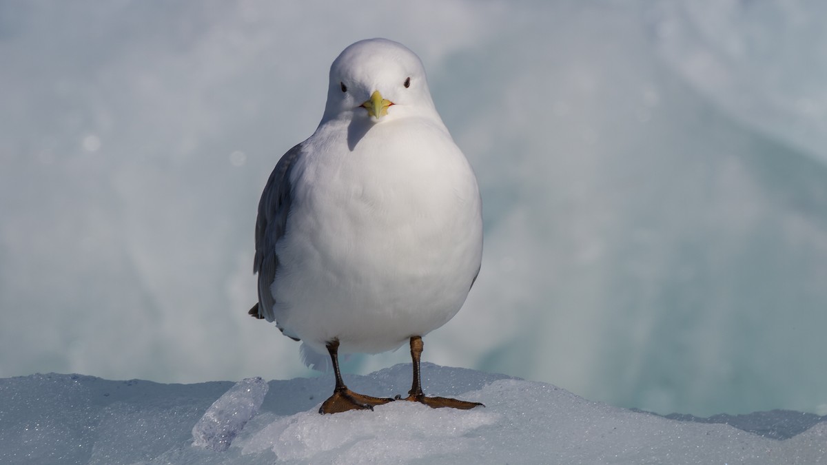 Black-legged Kittiwake - ML613897559