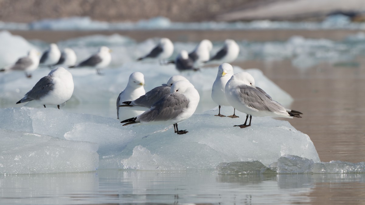 Mouette tridactyle - ML613897560