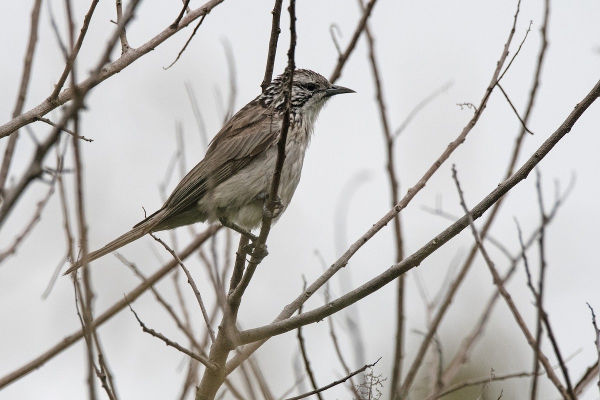 Striped Honeyeater - Owen  Lawton