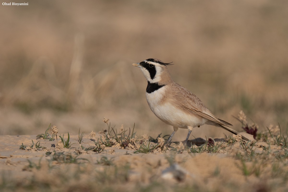 Temminck's Lark - Ohad Binyamini