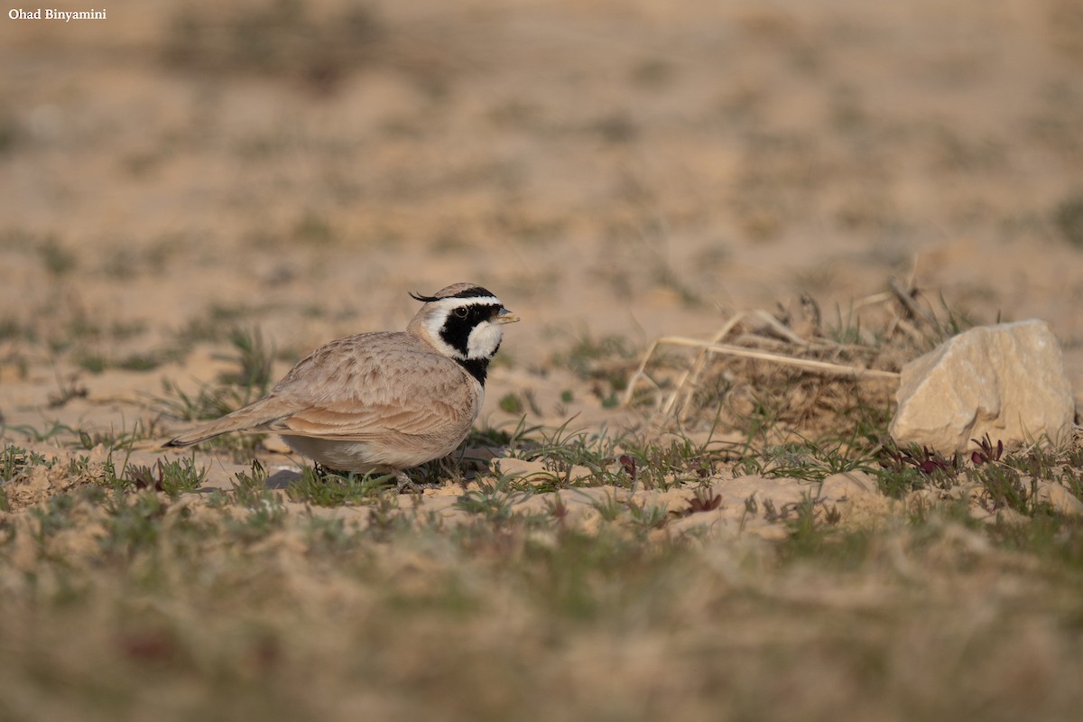 Temminck's Lark - Ohad Binyamini