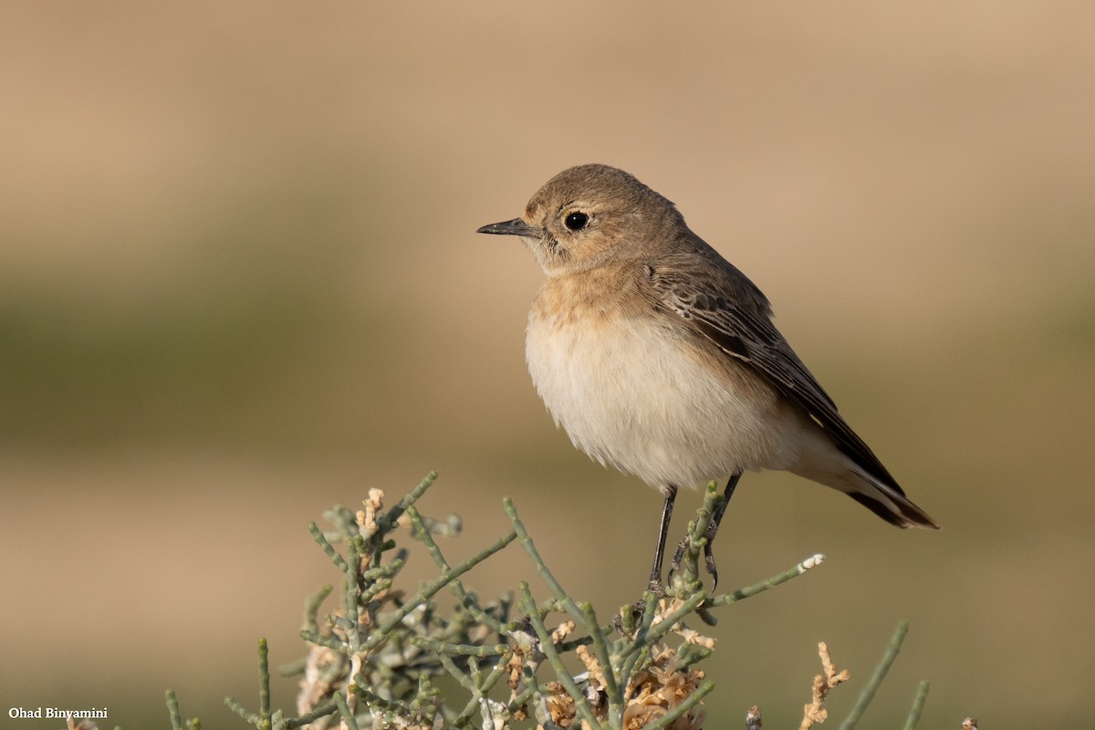 Pied Wheatear - Ohad Binyamini