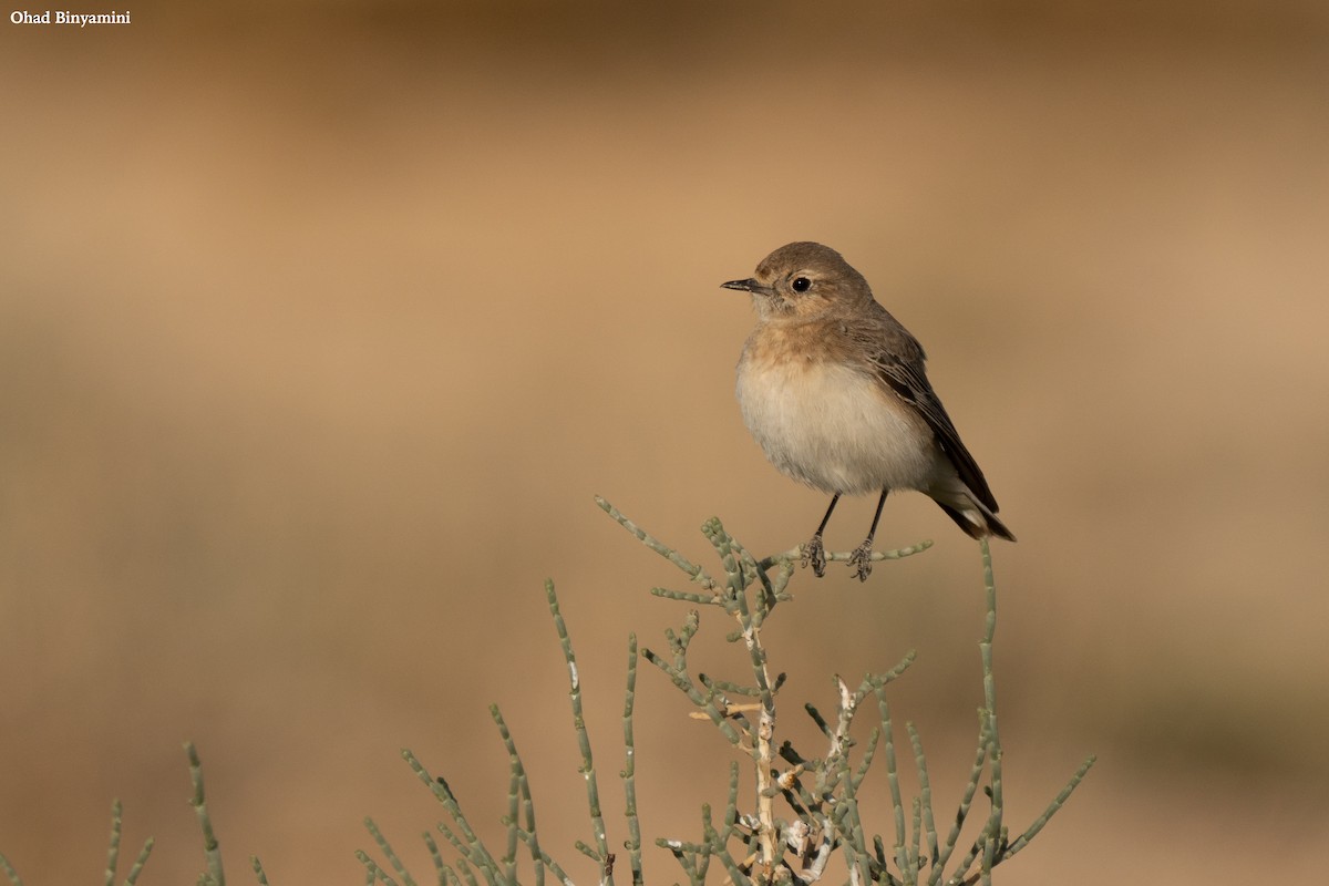 Pied Wheatear - Ohad Binyamini