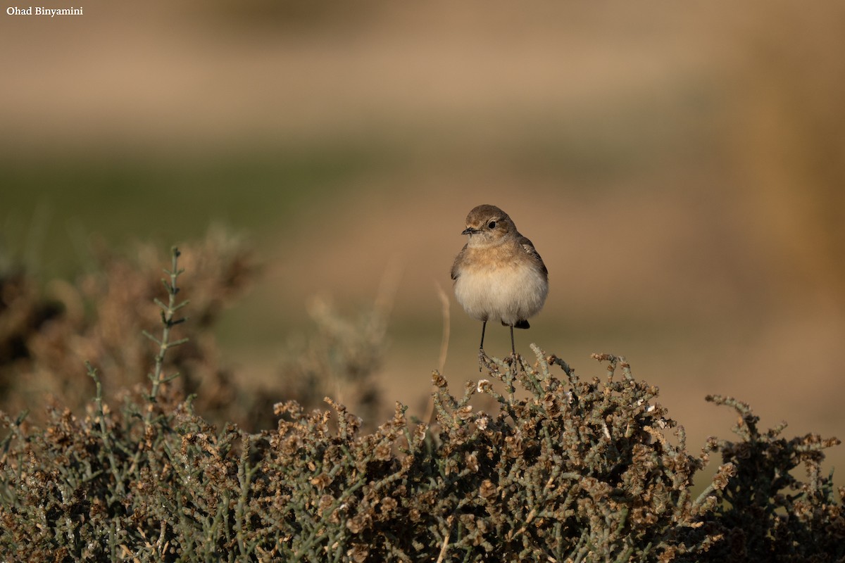 Pied Wheatear - ML613897637