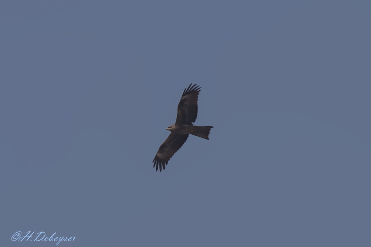 Сохор элээ - ML613897844