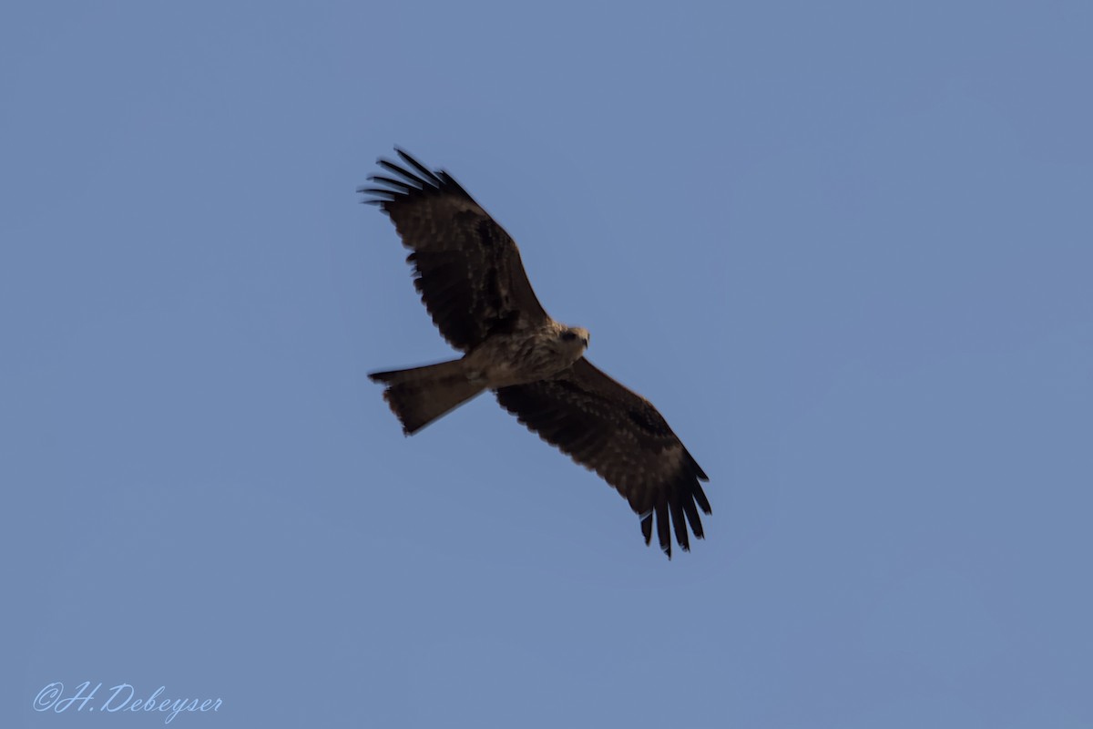Black Kite - ML613897845