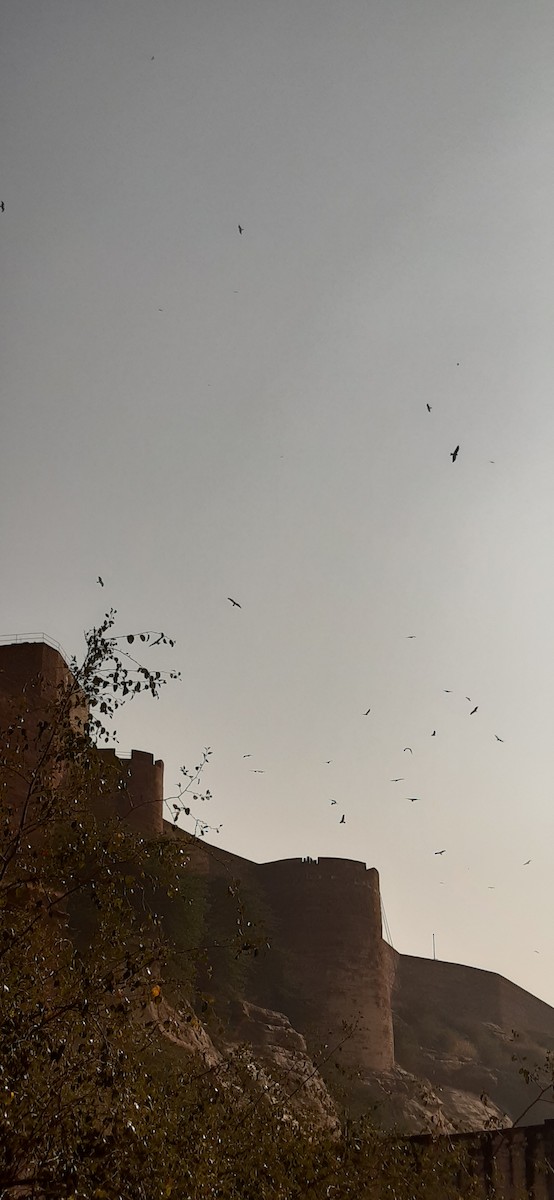 Black Kite - ML613897869