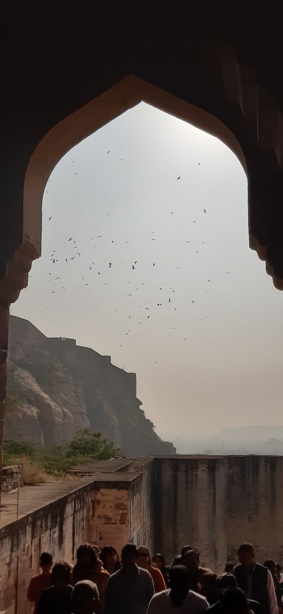 Black Kite - ML613897870