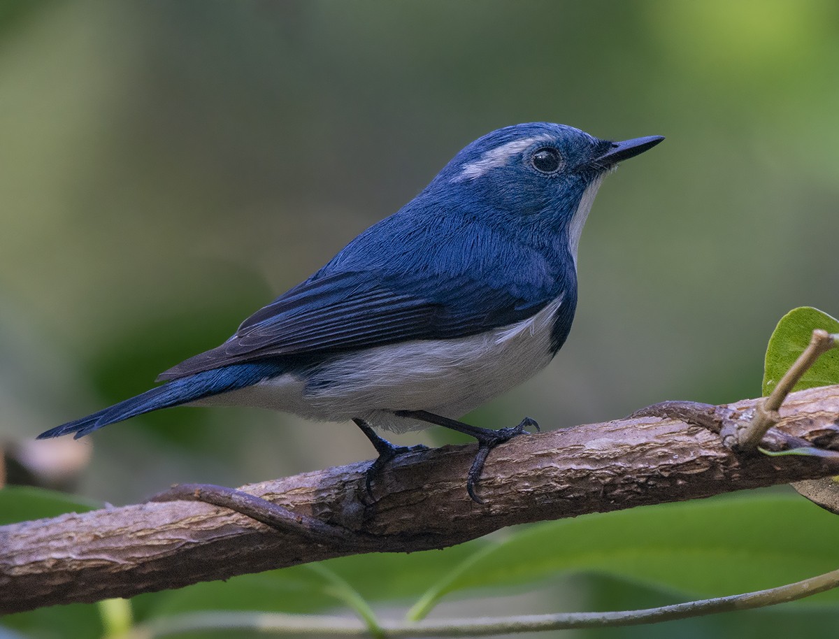 Ultramarine Flycatcher - ML613897884