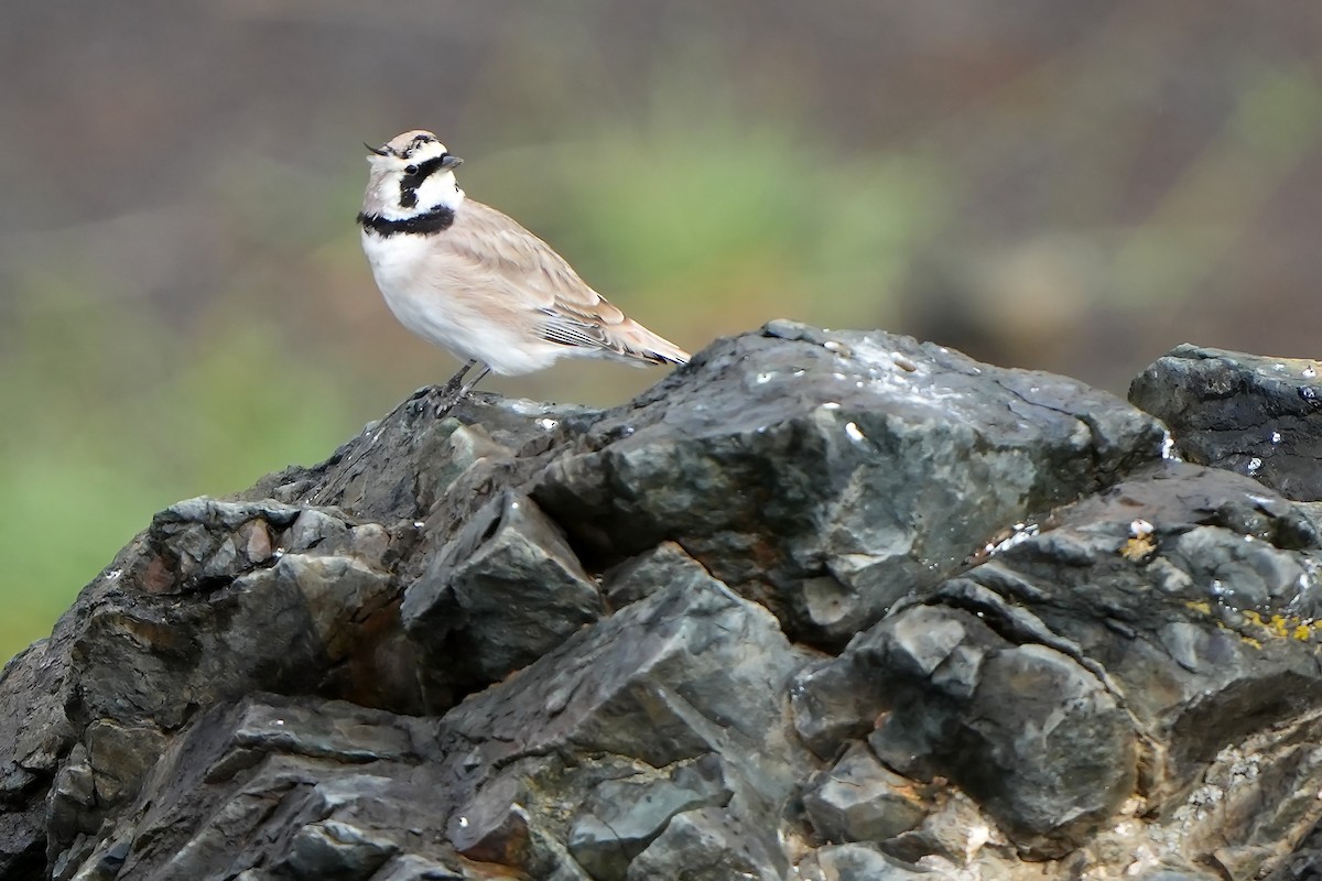 Horned Lark (Brandt's) - ML613897918