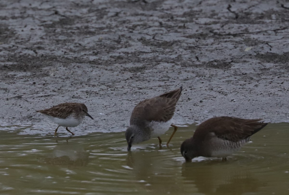 Long-billed Dowitcher - ML613898064