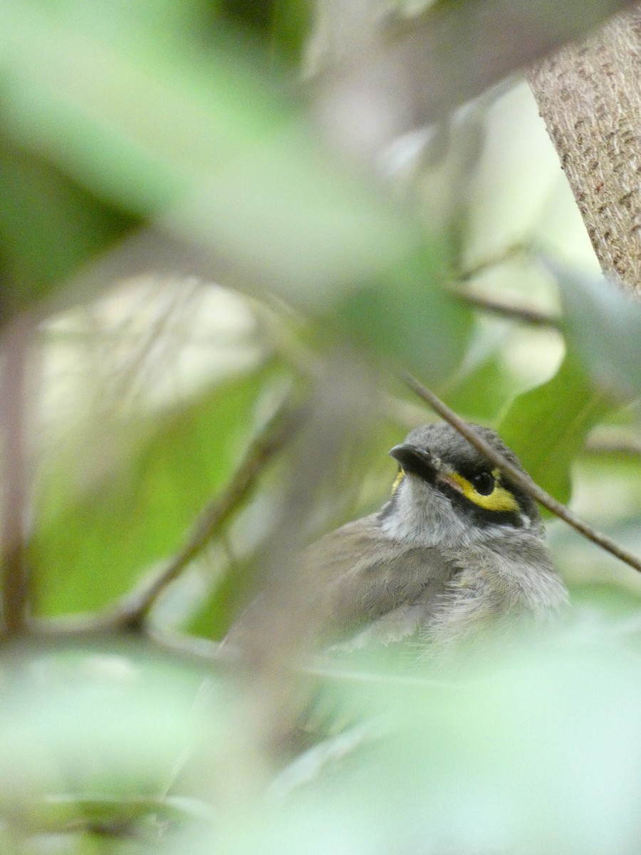 Lewin's Honeyeater - ML613898134