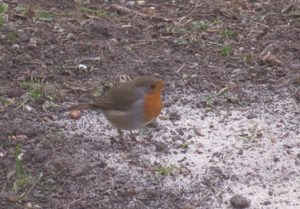 European Robin - ML613898158